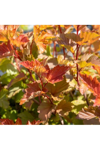 Квіти пухироплідника калинолистого Меджик Болл